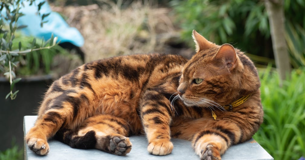 Chat bengal effrayé sorti d'une pièce insalubre, entouré de sauveteurs en combinaison bleue
