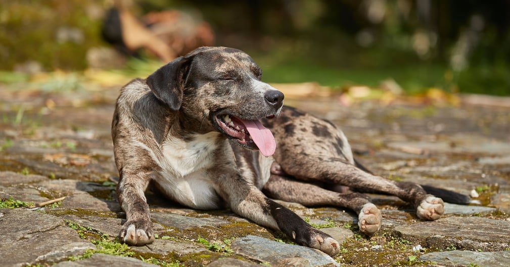 Chien seul sous la canicule, regard triste et scène émotive