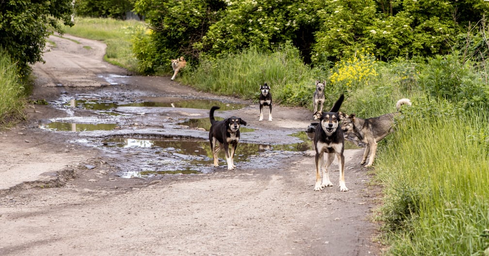 Ariane Brodier blessée après attaque de chiens pendant son footing à Saint-Gély-du-Fesc