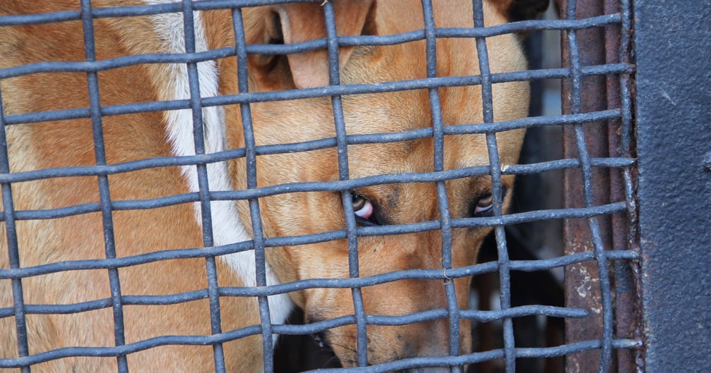 Un chien staff apeuré confié à la SPA après maltraitance dans l’Oise.