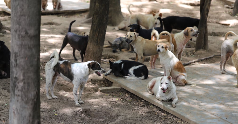 Un plat de viande de chien grillée à Jakarta, symbole de la controverse autour de cette interdiction