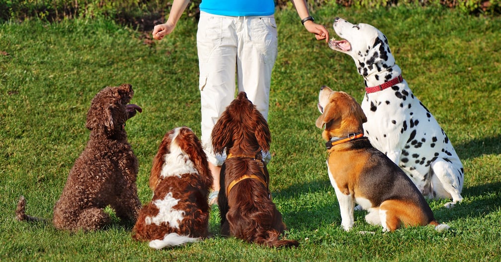 Éducateur canin avec plusieurs chiens en séance d’éducation