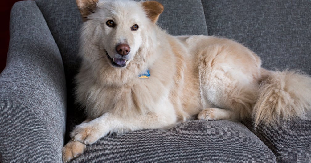 golden shepherd 