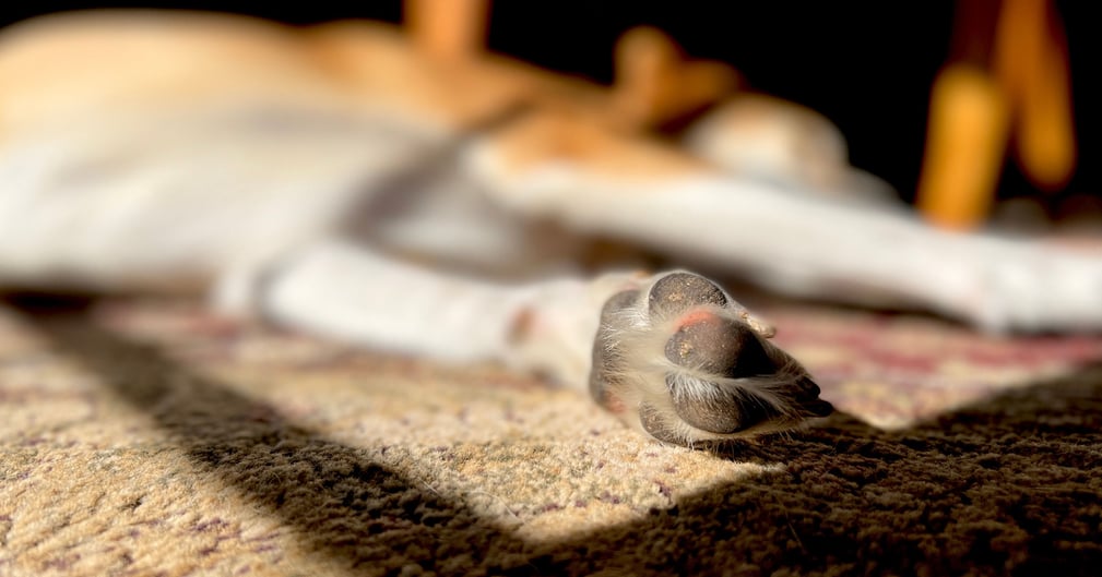 Chien abandonné dans une cave, regard triste illustrant la maltraitance animale