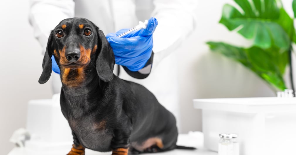 Chien allongé, regard triste, illustrant la gravité de la parvovirose canine et la vigilance nécessaire.