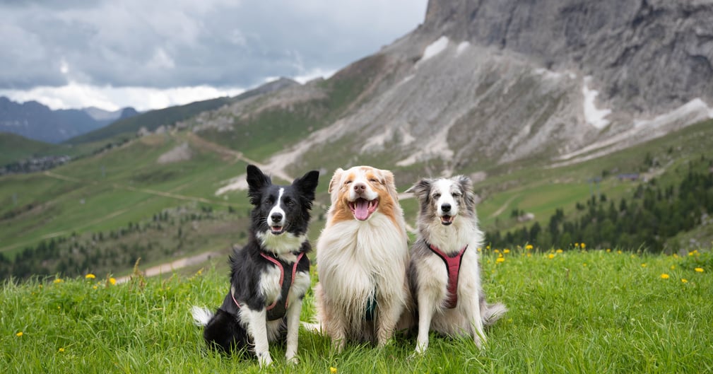 Trois chiens coincés puis retrouvés morts dans une grotte en Dordogne ( image d'illustration )