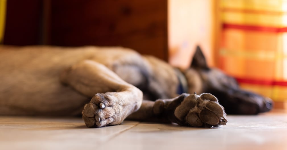 Chien tristement abandonné en appartement en Corrèze, émouvante scène de découverte.