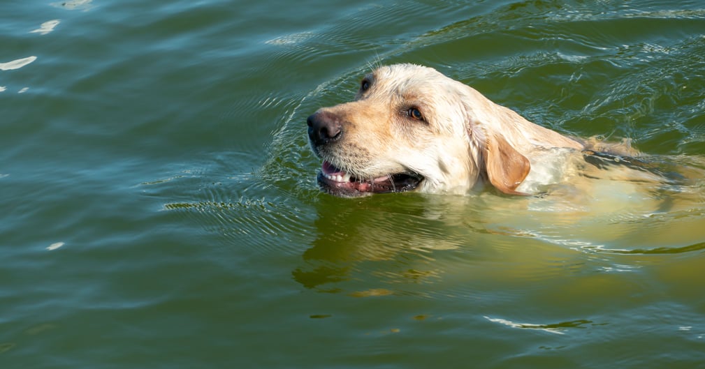 Un maître tente de sauver son chien en détresse au bord du Rhône, scène bouleversante au parc de la Feyssine