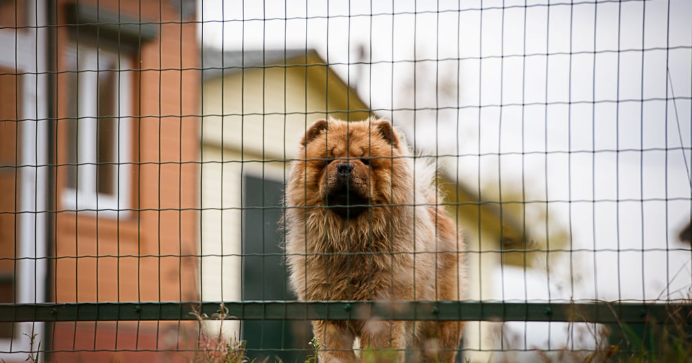Jeune chow-chow au regard doux, tenu en laisse par un bénévole lors de son sauvetage