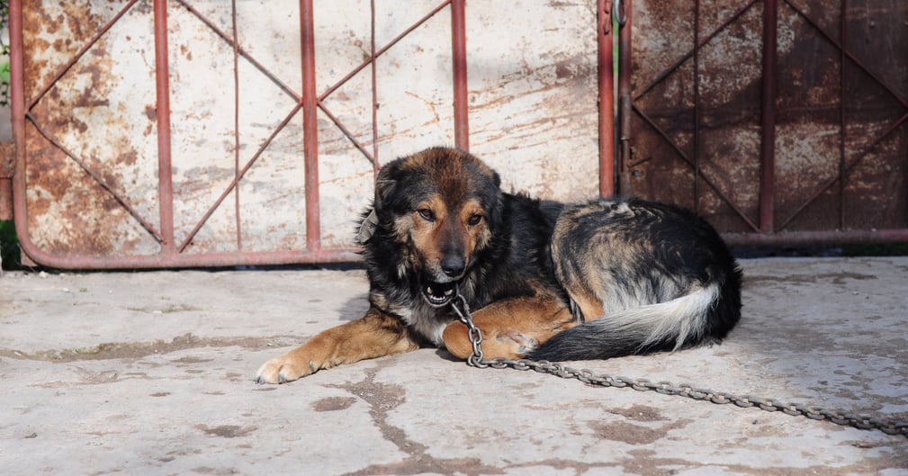 chien qui supporte la solitude