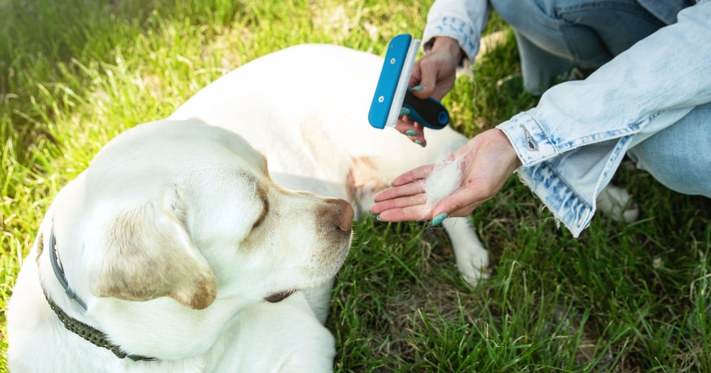 chien qui ne perd pas ses poils