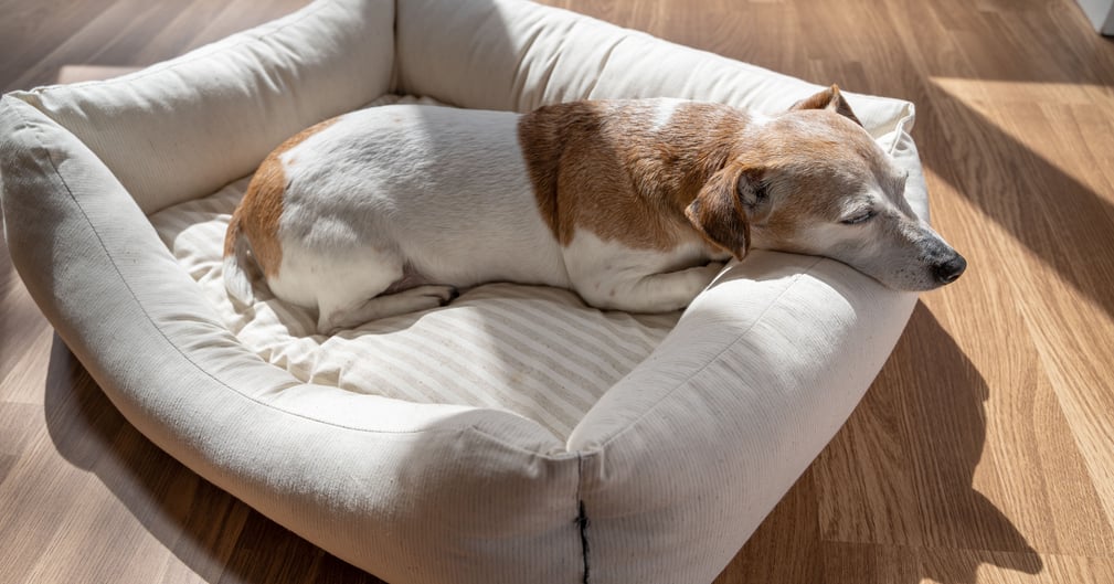 Jack Russell Patch âgé, allongé paisiblement dans un panier chaleureux
