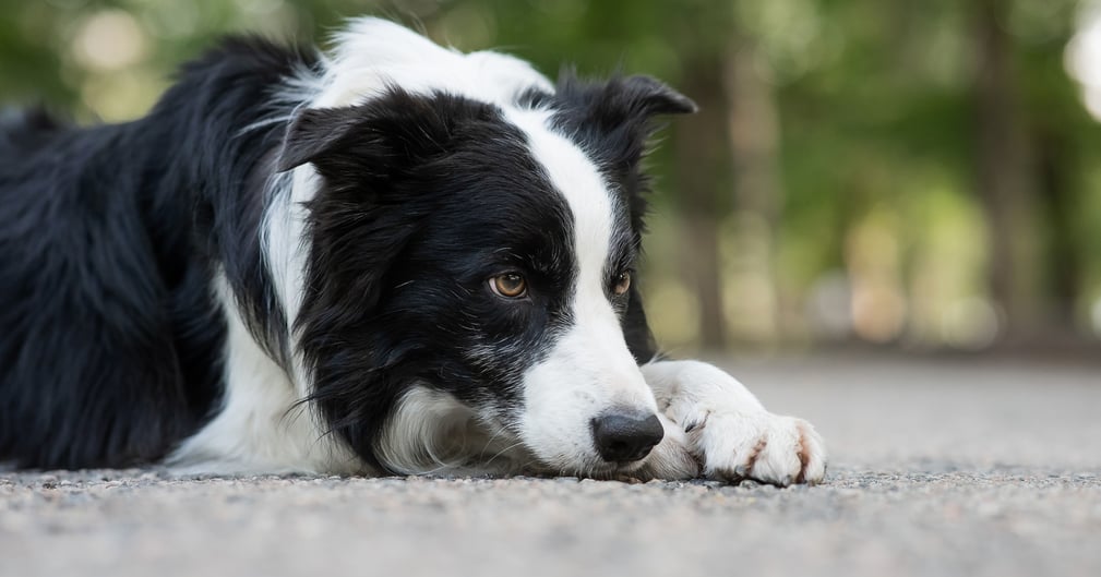 Border collie victime de maltraitance, symbole d’un drame survenu à Courbevoie