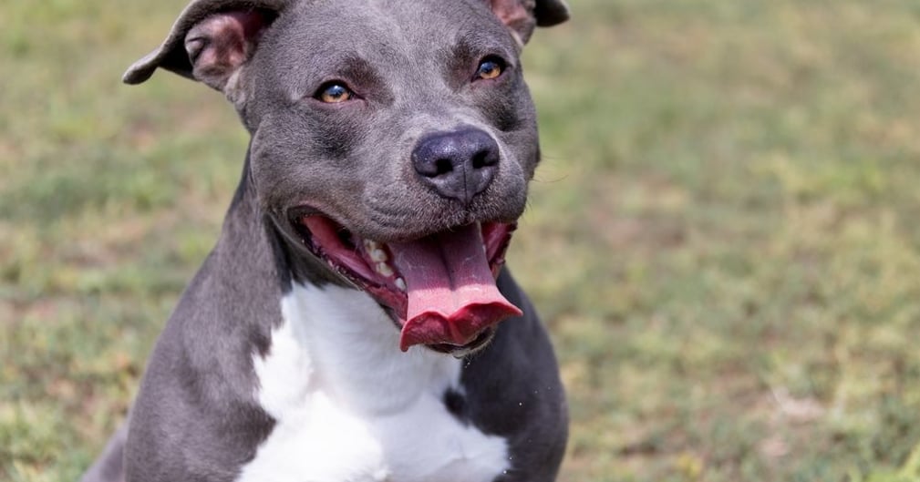 Drame à Perpignan : un homme défiguré par un chien