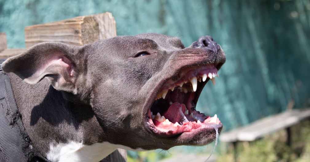 Bébé de 20 mois mordu à la tête par son chien familial