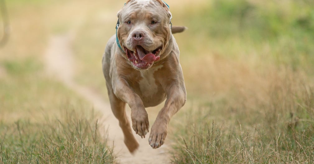 American Bully XL, illustration d’un chien de grande taille lors d’un fait divers émotionnel en Loire-Atlantique
