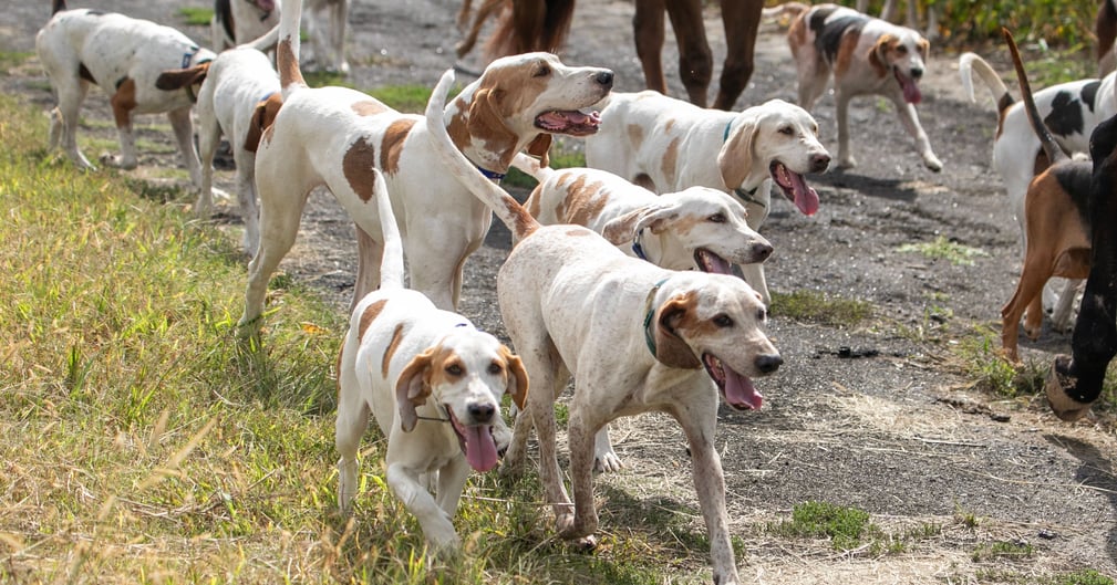 Chiens de chasse traversant la RN165 en Bretagne