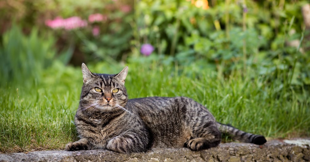 chats sauvages à Molène en Bretagne, menace pour oiseaux marins