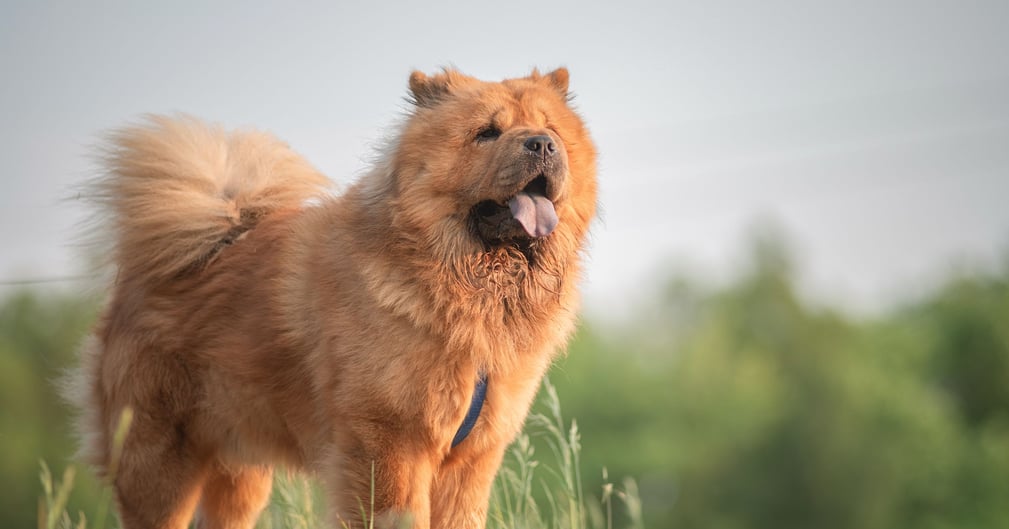 Un beau chow-chow de race pure en promenade dans un parc estival.