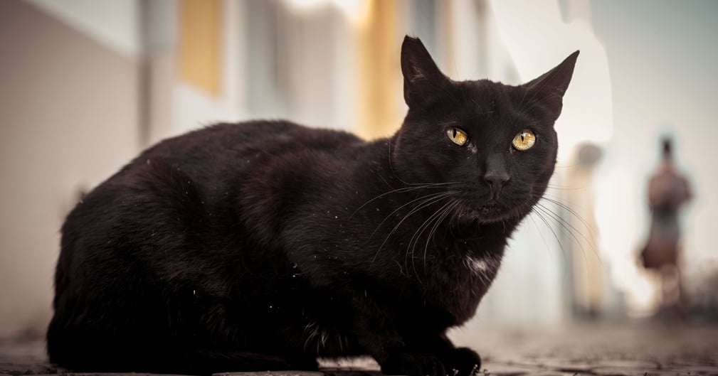 Biga, le chat noir retrouvé après 265km d’aventure et embrassant son maître ému
