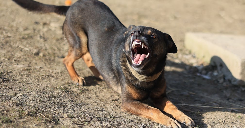 Un chien dangereux saisi par la police après une attaque mortelle d'un bébé dans une maison au Pays de Galles.