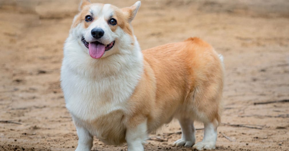 Portrait d'un chien de Corgi gallois dans une clairière lors d'une promenade d'été