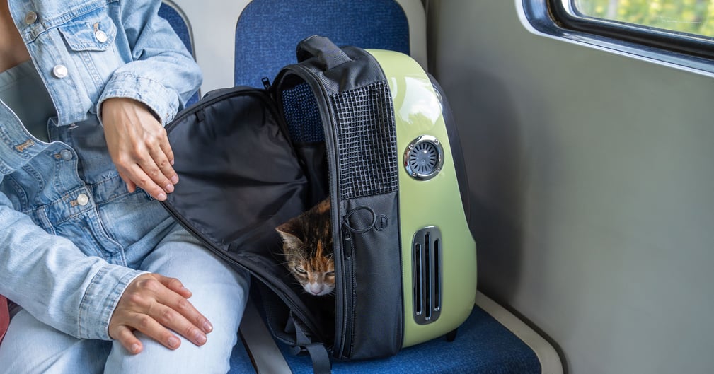 Chat dans une caisse de transport à bord d’un TGV, ambiance calme mais tensions visibles