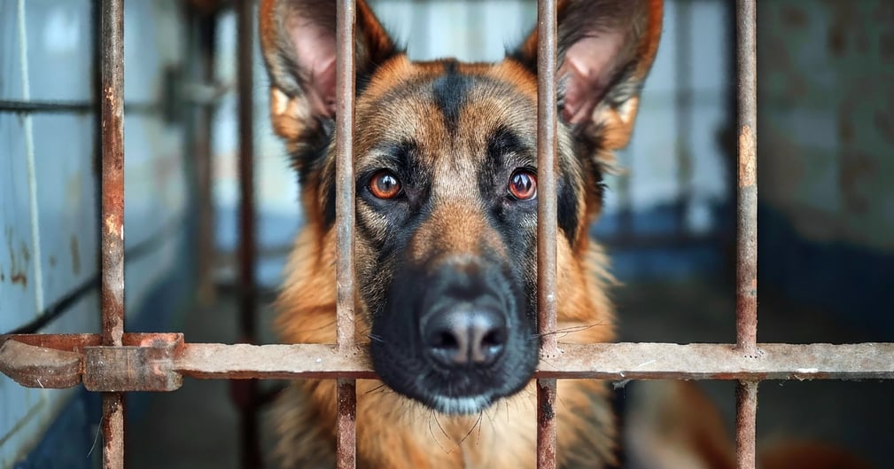 chien abandonné dans un refuge saturé, entouré de cages pleines