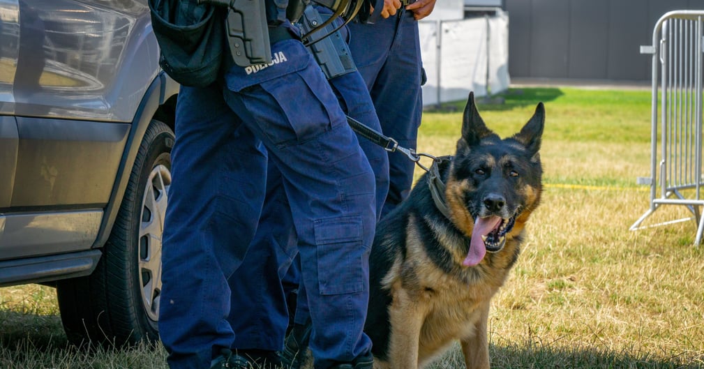 Chien policier reniflant des voitures à la fourrière, scène de découverte émotive avec policiers surpris