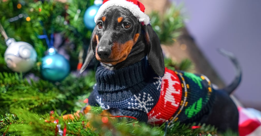 Une petite chienne de type teckel joyeuse retrouvant sa famille après une longue absence.