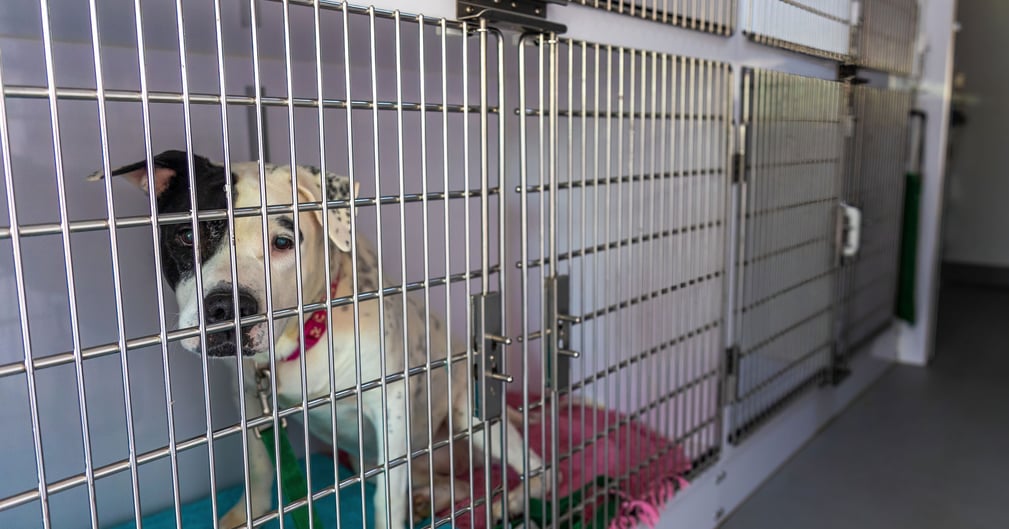 Un chien apeuré, recroquevillé, dans un refuge d’animaux, après un cambriolage.