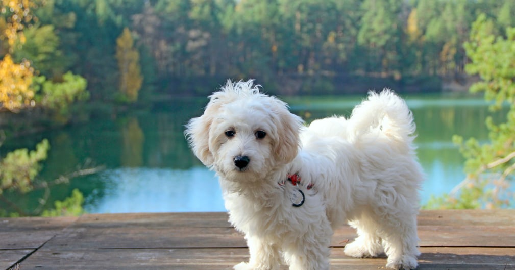 maltipoo