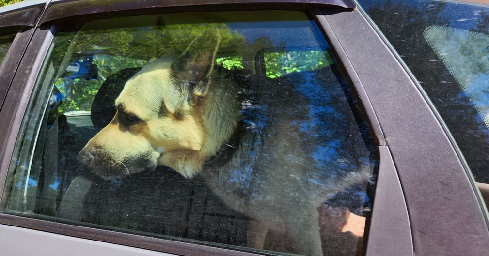 Chien secouru par la police municipale à Metz après avoir été enfermé dans une voiture en plein soleil ( image d'illustration )