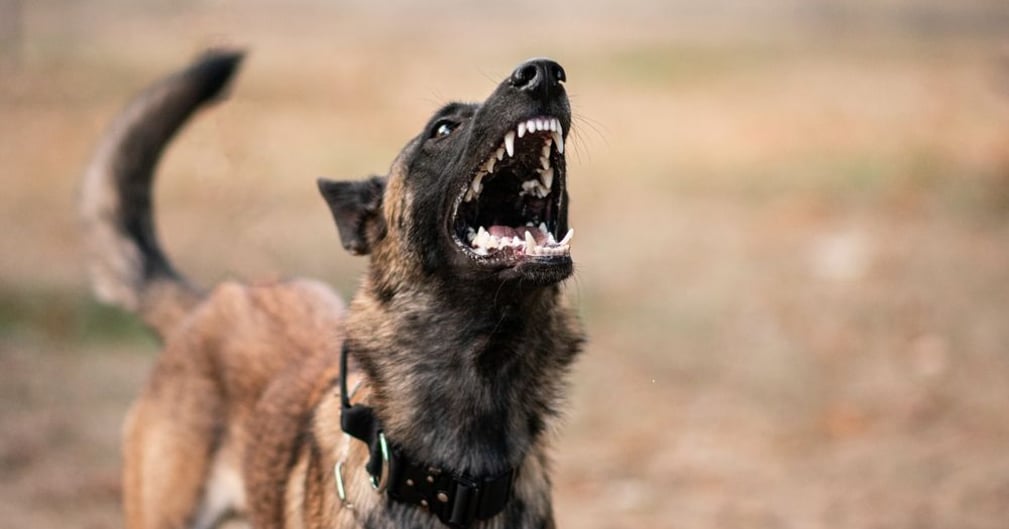 Adolescent mordu 50 fois par un chien en Seine-et-Marne