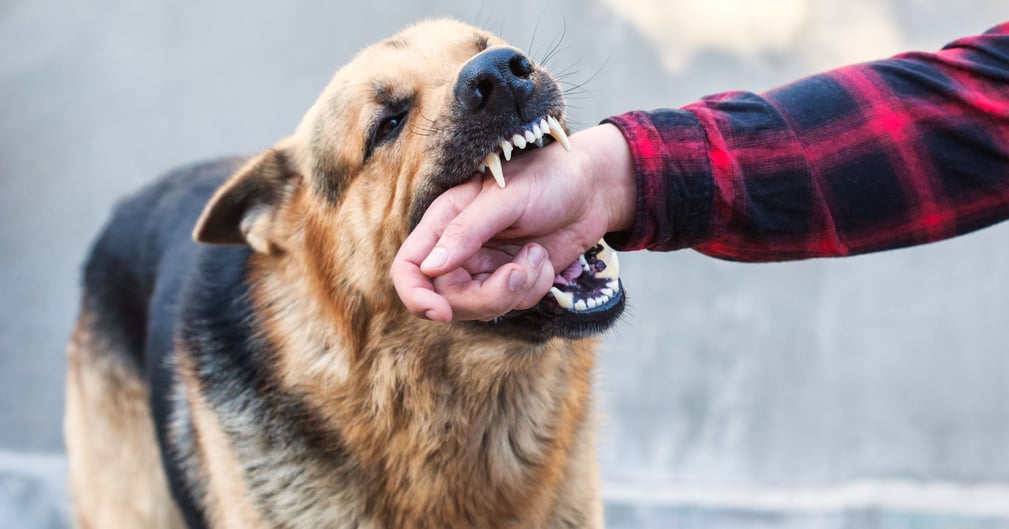 Silhouette de chien errant dans un tunnel urbain sombre la nuit