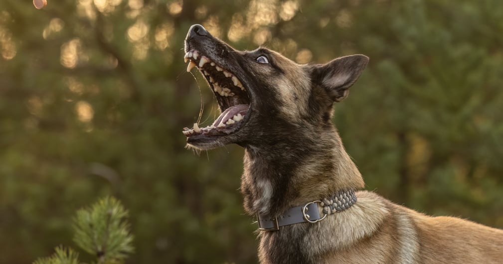 Un malinois belge aboie et attrape quelque chose et a l'air dangereux