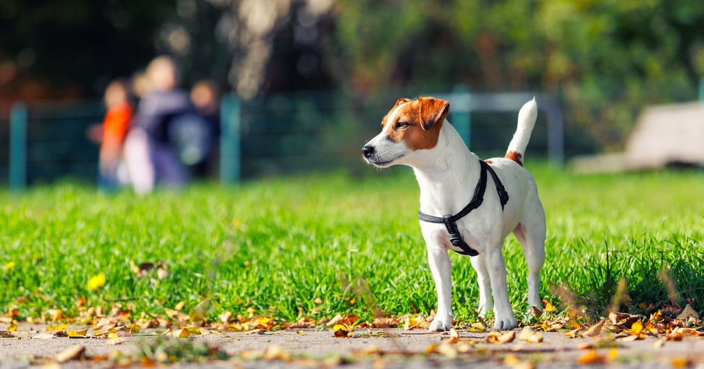 Chien heureux en balade touristique dans le Maine-et-Loire, auprès de son maître dans un parc fleuri