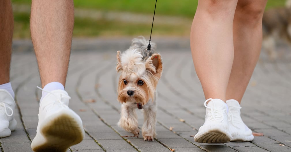 Chienne paniquée défendue par sa maîtresse lors d’une attaque canine à Valence