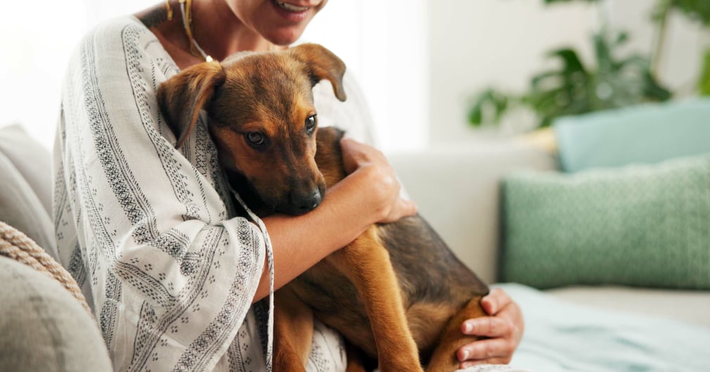 Signature au palais Verdun entre le parquet général et la CNDA pour protéger chiens et chats victimes de maltraitance.
