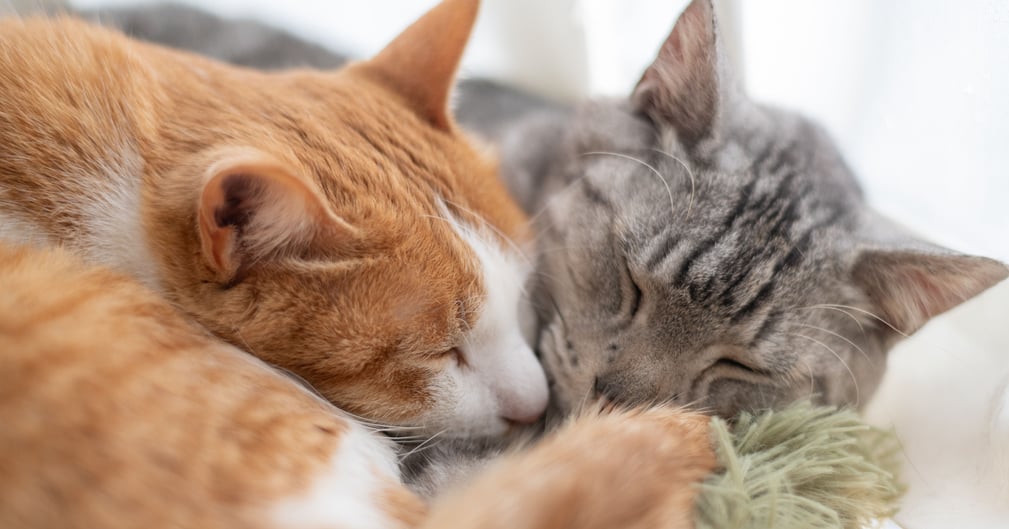 Deux chats sauvés après une chute du 5e étage à Arras pendant une inauguration
