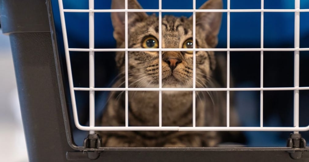 Un chat domestique au regard triste derrière les barreaux d'une cage de transport dans l'obscurité.