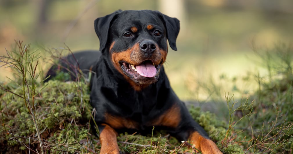 Un rottweiler sombre assis dans un jardin vide, un doudou d’enfant à ses pieds, évoquant drame et émotion