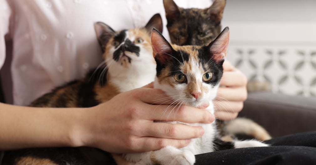 Sally, chatte courageuse, entoure ses sept chatons sauvés, prêts à l’adoption