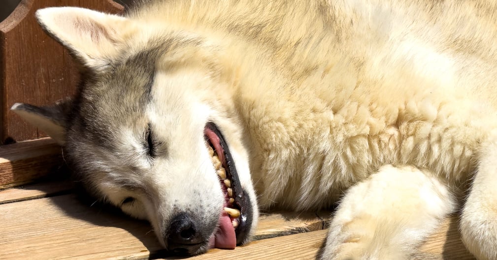 Husky blanc allongé, scène émotive à Lyon – tristesse après agression