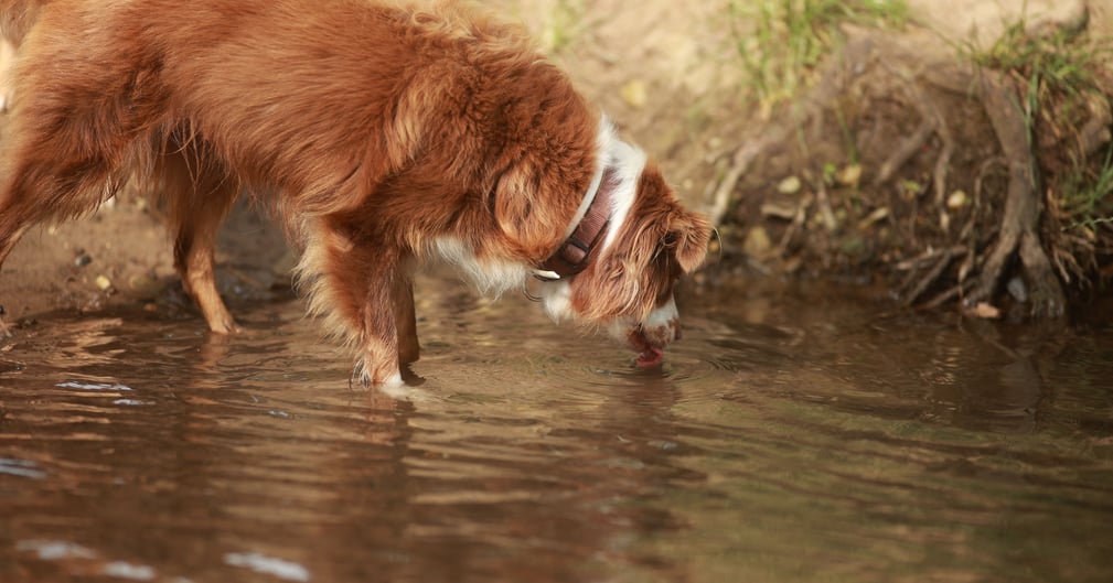 Chien au bord du fleuve Agly, près d’une zone d’eau stagnante verdâtre.