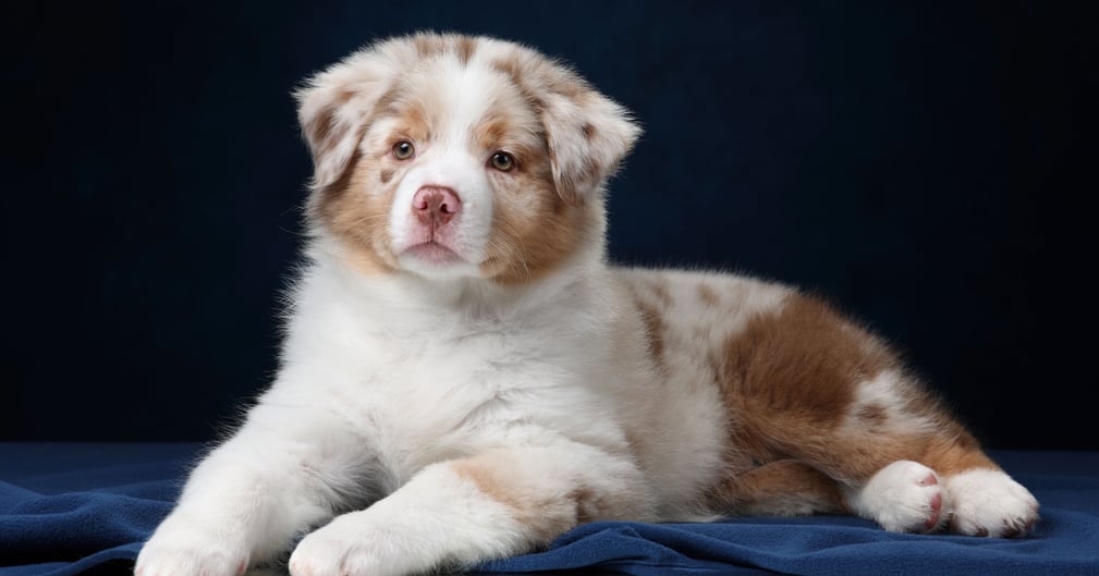 Azur, le chiot berger australien qui apaise un collège