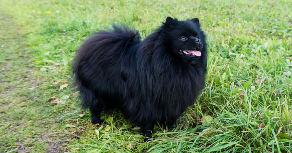 Petit spitz noir victime d'une attaque canine par un pitbull.