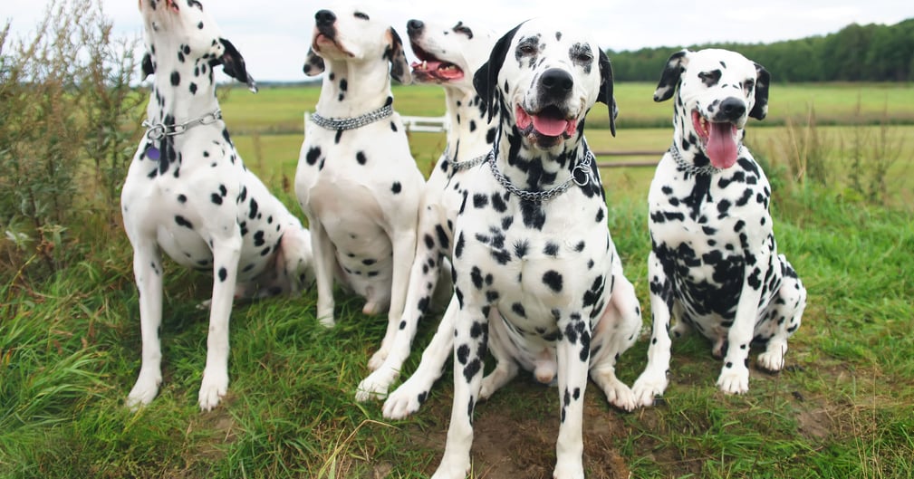 Dalmatiens secourus dans un élevage de Mirabeau regard inquiet et cage ouverte symbolisant le sauvetage.