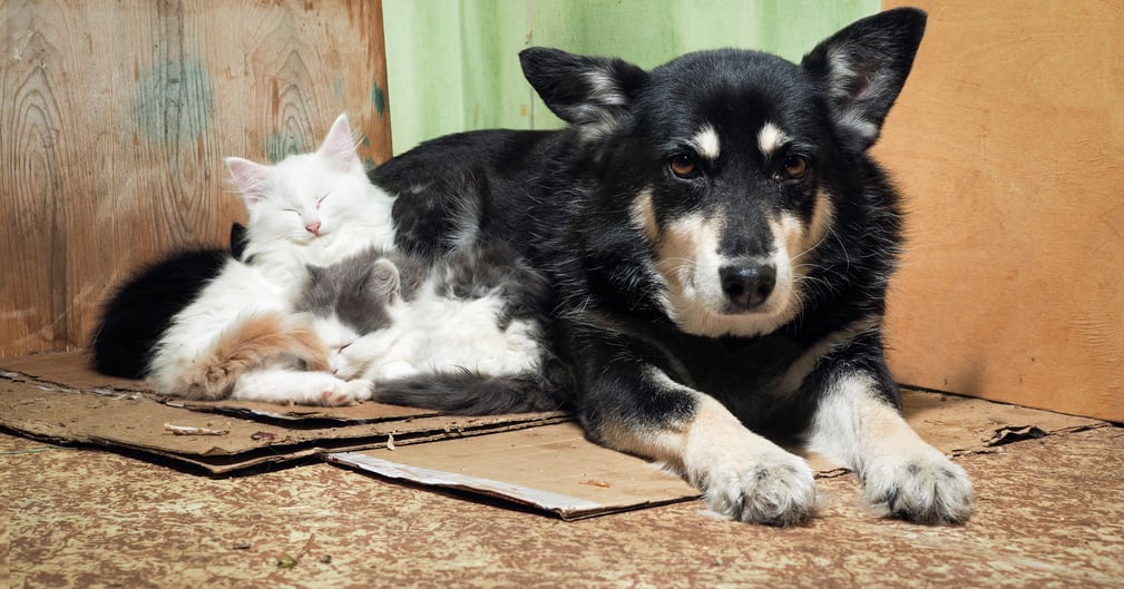Chiens et chats secourus par Action Protection Animale à Reims