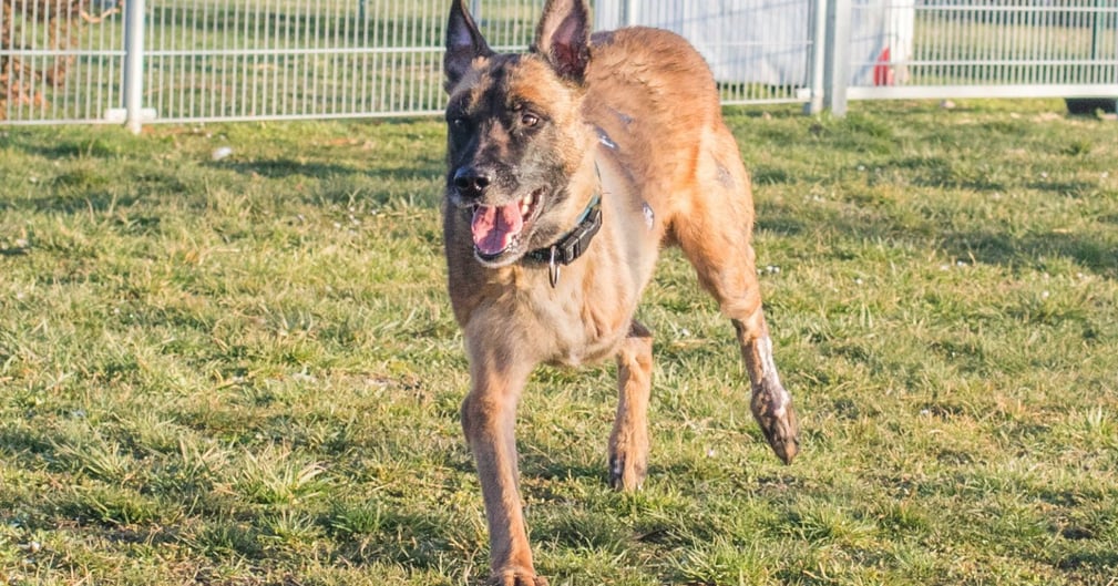Stark, berger malinois amputé d'une patte, dans son nouvel environnement après son sauvetage par la SPA de Mulhouse